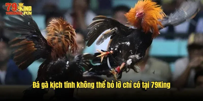 Đá gà kịch tính không thể bỏ lỡ chỉ có tại 79King